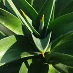 Agave demeesteriana Leht