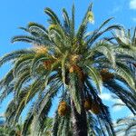 Phoenix canariensis Fruto