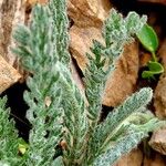 Achillea nana Leaf