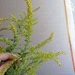 Solidago rugosaFlower