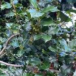 Ilex opaca Blad