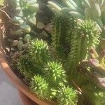 Euphorbia susannae Feuille