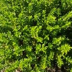Hebe cupressoides 葉