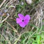 Dianthus pungens Blüte