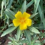 Ludwigia grandiflora Fula