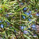 Eucalyptus pulchella Leaf