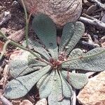 Limonium echioides Leaf