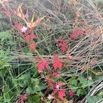 Geranium purpureumLeaf