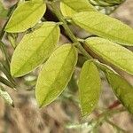 Robinia viscosa Leaf