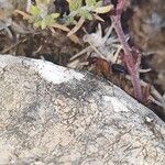 Teucrium webbianum Hoja