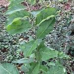 Bunchosia glandulifera Hoja