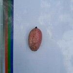 Dacryodes edulis Fruit