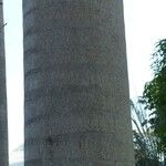 Roystonea regia Casca