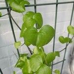 Dioscorea elephantipes Leaf