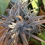 Agave maculata ഇല