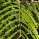 Vachellia cornigera Folio