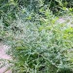Urtica cannabina Habitus