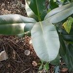 Calophyllum calaba برگ