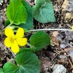 Viola rotundifolia List