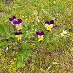 Viola tricolor Цветок
