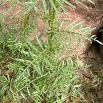 Reseda alba Frunză