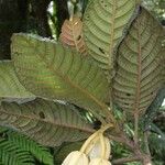 Elaeocarpus geminiflorus Foglia
