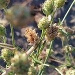 Plantago arenaria Vrucht