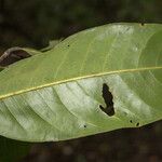 Eschweilera squamata 葉