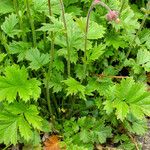 Geum rivale Hostoa
