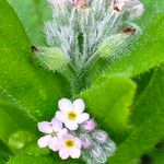 Myosotis martini Flower