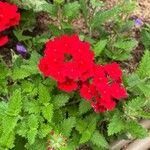 Verbena peruviana Flower