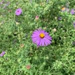 Symphyotrichum oblongifolium Flower