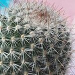 Mammillaria spinosissima Листок