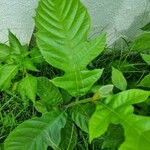Artocarpus elasticus पत्ता