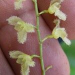 Stelis gelida Other