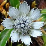 Eryngium humile Квітка