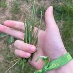 Carex stricta Leaf