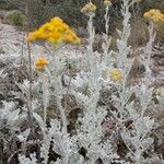 Jacobaea maritima Elinympäristö