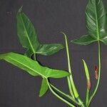 Philodendron deltoideum