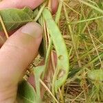 Macrotyloma axillare Fruit