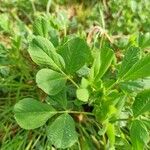 Medicago coronata Hoja