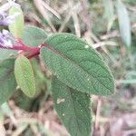 Plectranthus vestitus Φύλλο