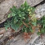 Asplenium ruta-muraria عادت