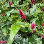 Persicaria orientalis Blatt