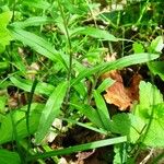 Aegonychon purpurocaeruleum Leaf