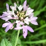 Scabiosa atropurpurea花