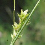 Carex distachya Other