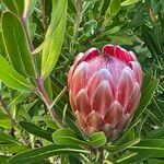 Protea caffra Flower