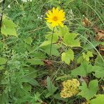 Helianthus occidentalis Habit