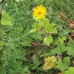 Helianthus occidentalis Habitus